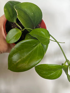 Hoya SP. png SV 432