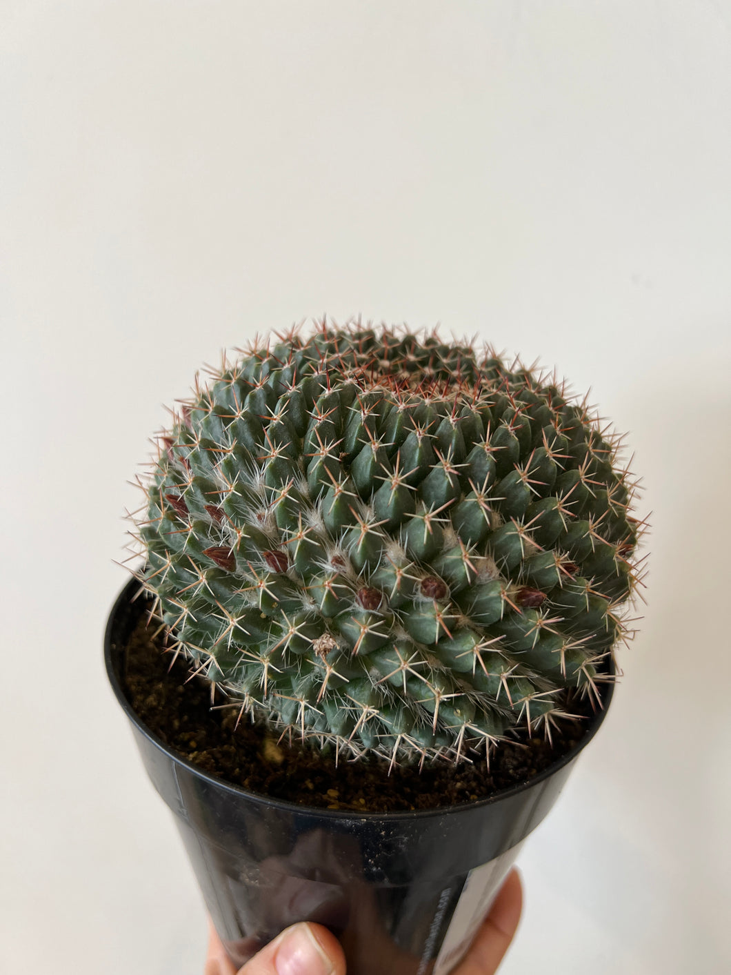 Mammillaria Mystax