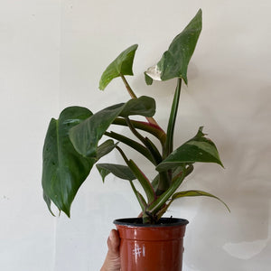 Philodendron White Princess