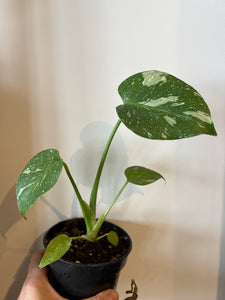 Monstera Thai