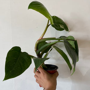 Philodendron White Princess