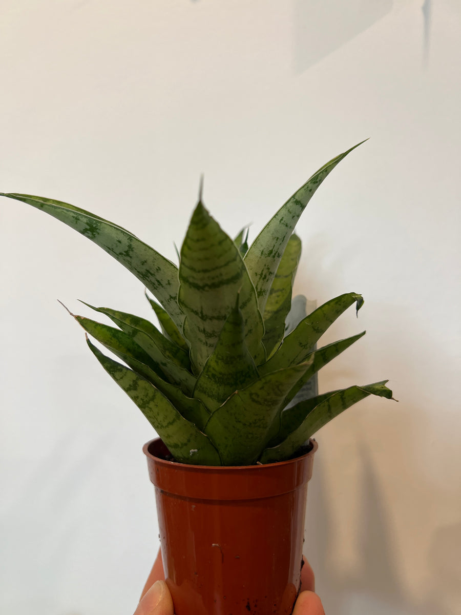 Sansevieria Tough lady – The Little Big Plant Co