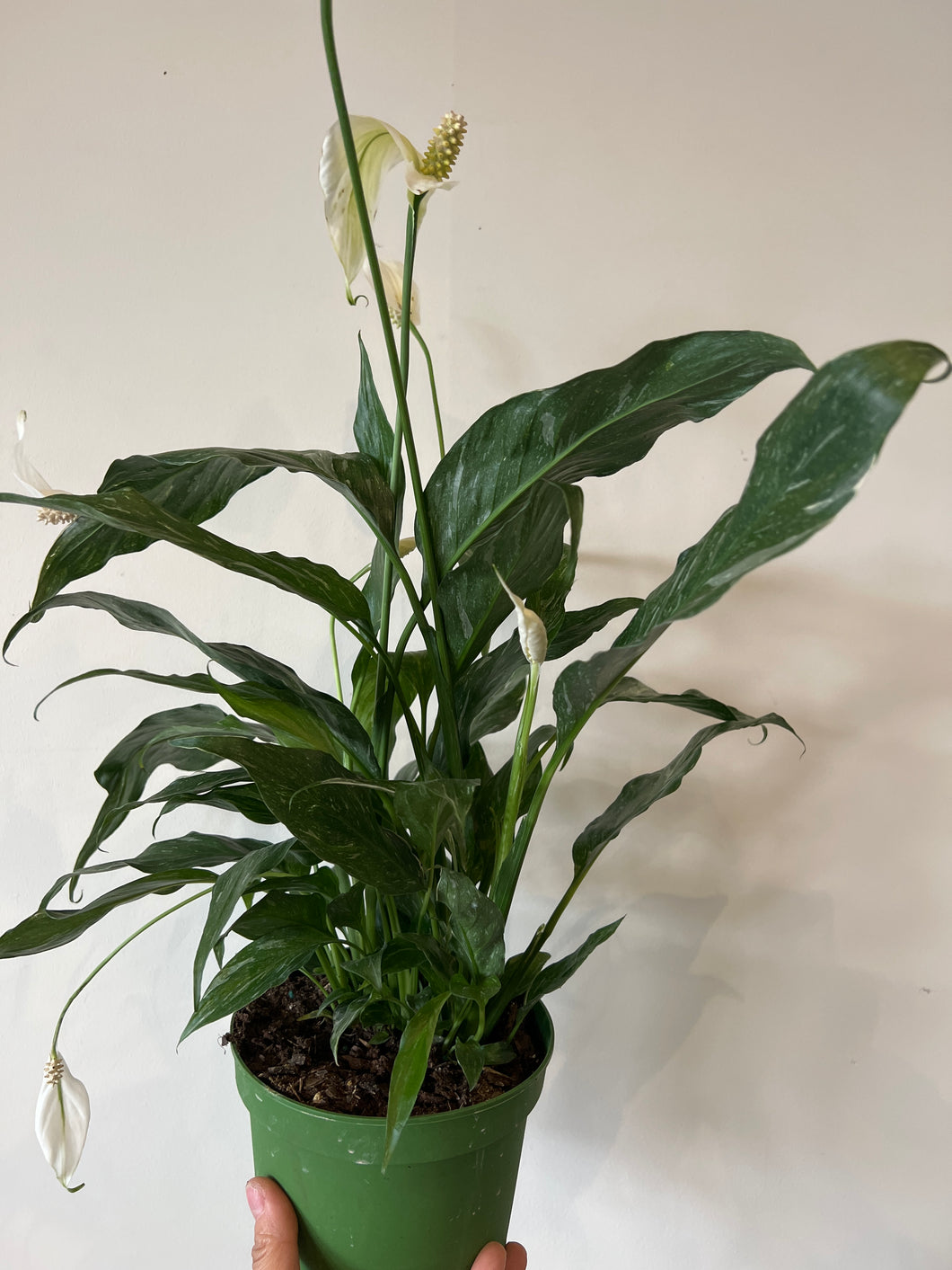 Peace Lily Variegated domino