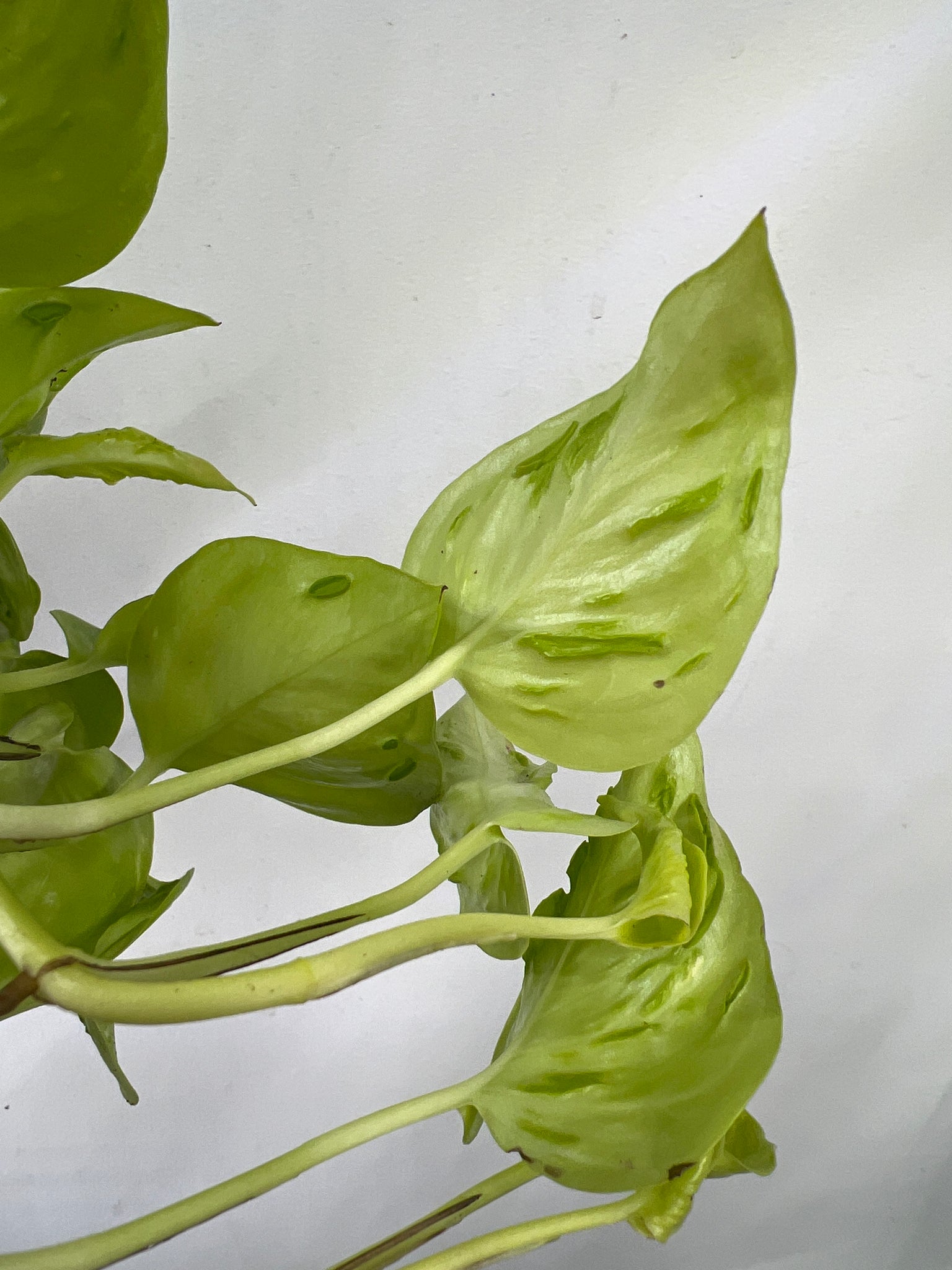 teruno world pothos Pothos Teruno Champs- Elysees – The Little Big Plant Co