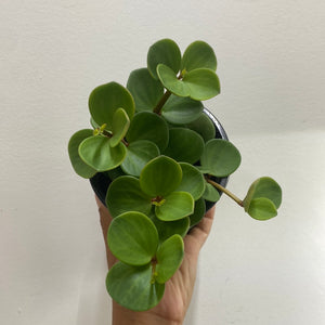 Peperomia Hope