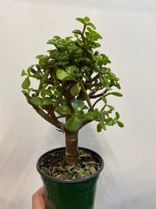 Standard Elephant Bush Jade tree Green