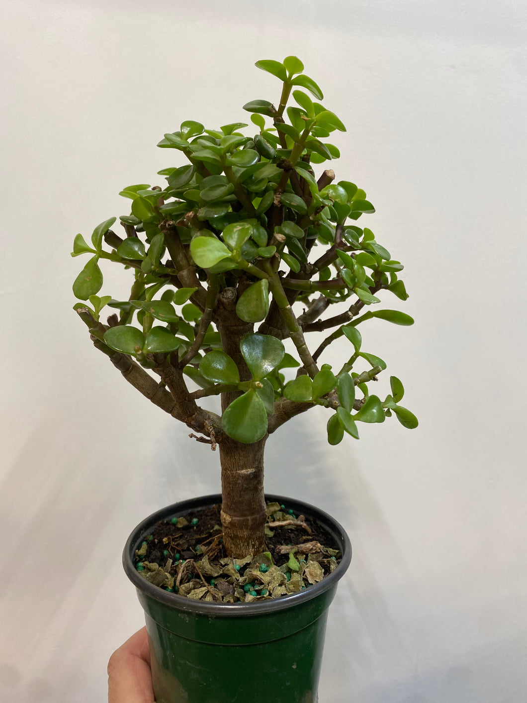 Standard Elephant Bush Jade tree Green