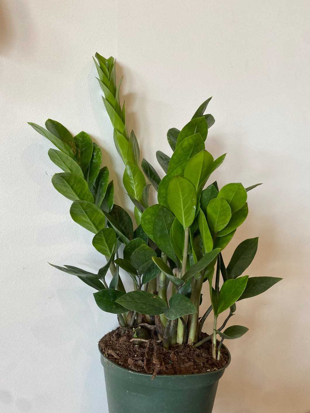Zamioculcas  