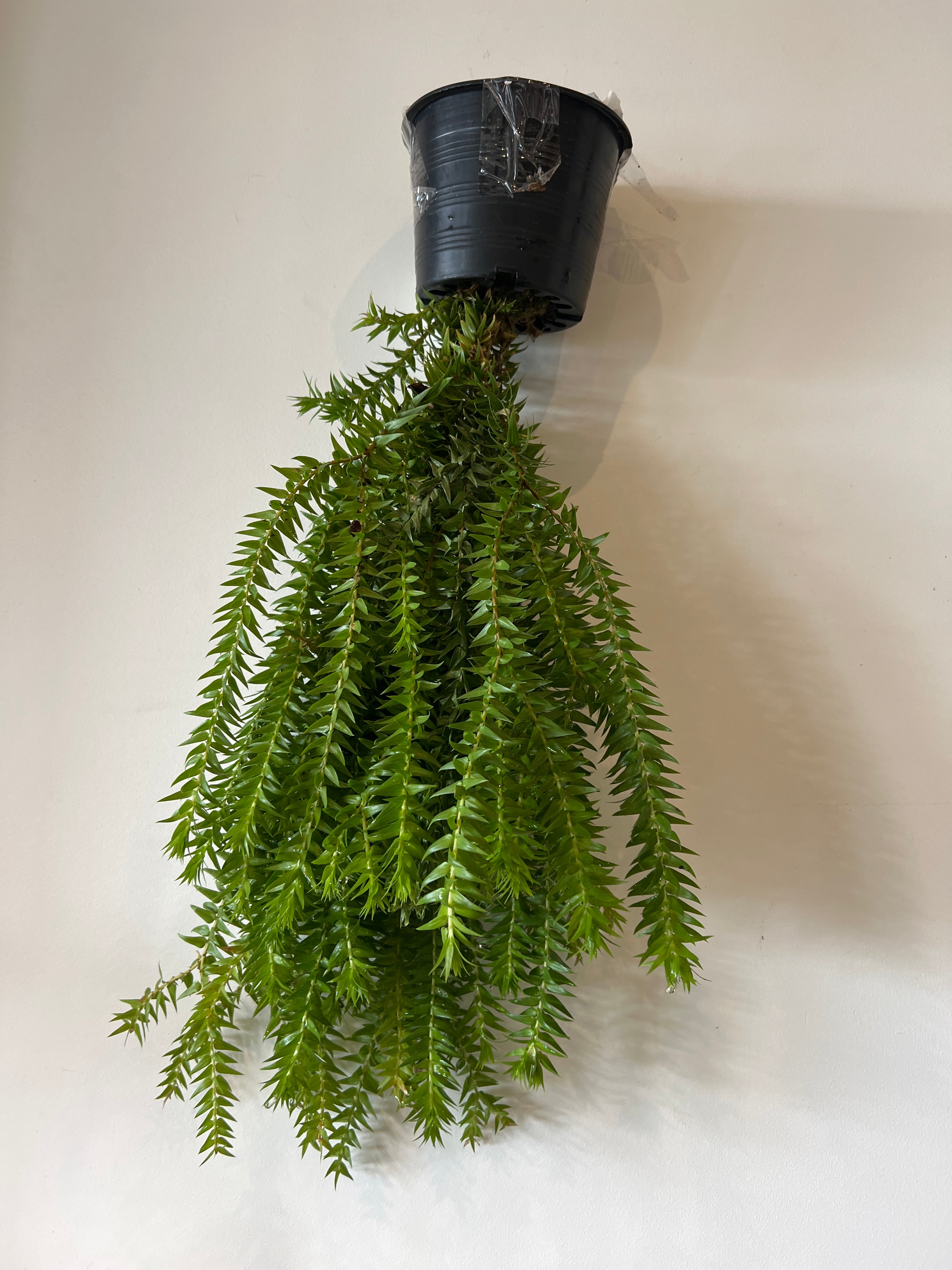 Huperzia Phlegmaria – The Little Big Plant Co