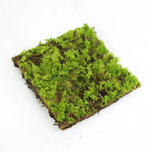 Load image into Gallery viewer, PRE ORDER Fern Moss (Thuidium Delicatulum) - Live Moss / Dormant Moss
