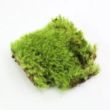 Load image into Gallery viewer, PRE ORDER Mood Moss (Dicranum) - Live Moss / Dormant Moss
