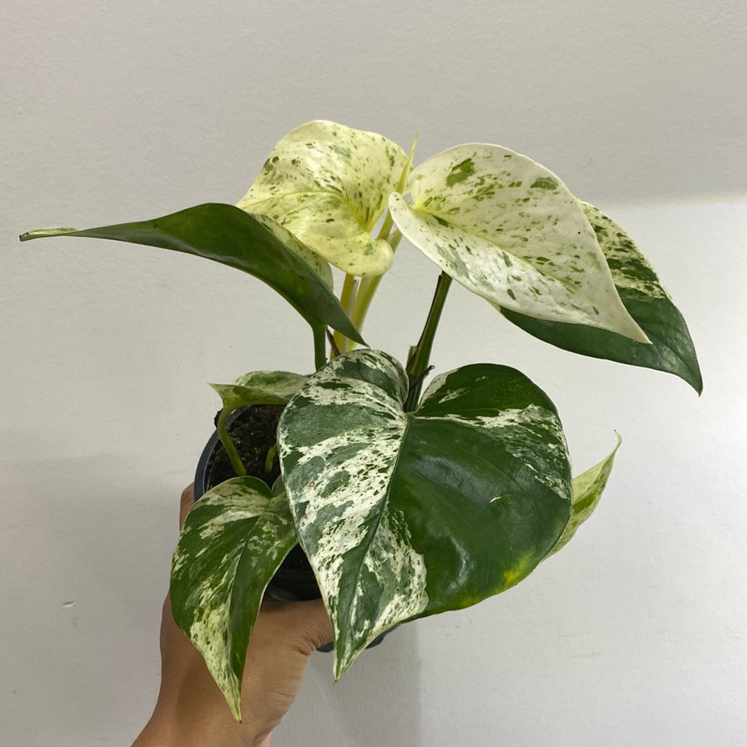 Pothos Marble Queen