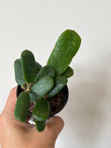 Hoya Rotundiflora