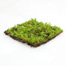 Load image into Gallery viewer, PRE ORDER Fern Moss (Thuidium Delicatulum) - Live Moss / Dormant Moss
