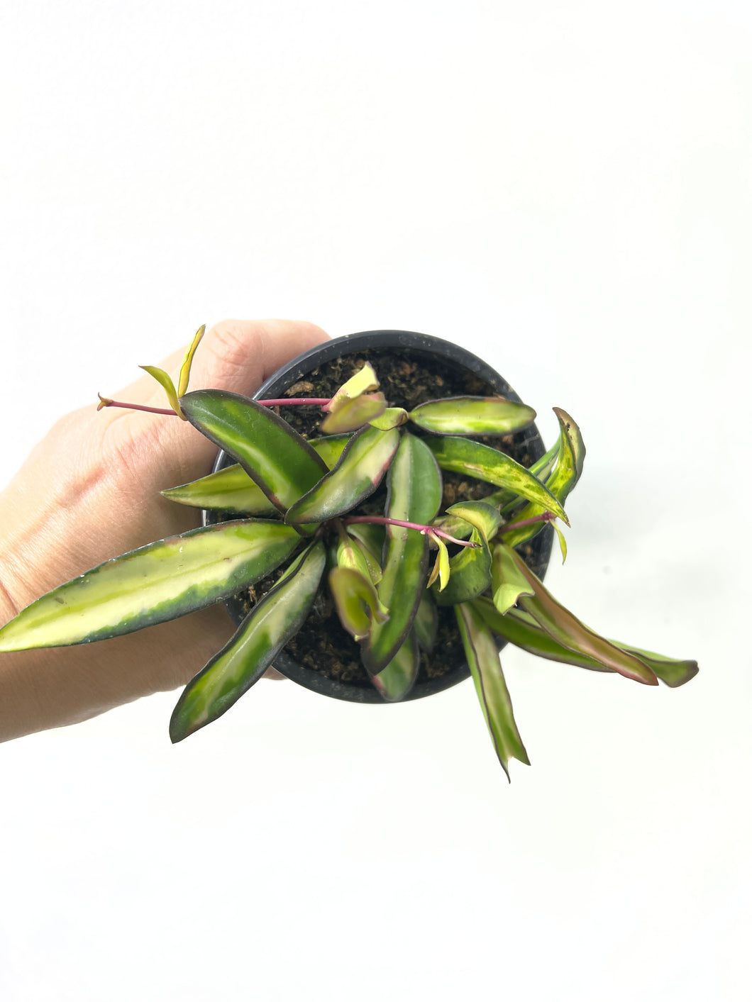 Hoya wayetti variegated