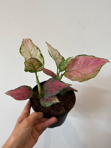 Chinese Evergreen Wishes