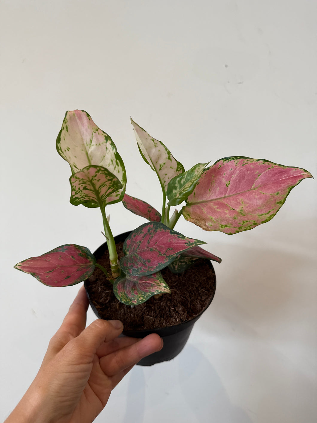 Chinese Evergreen Wishes