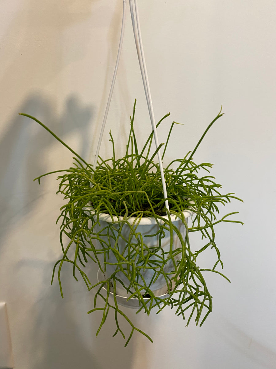 Rhipsalis 