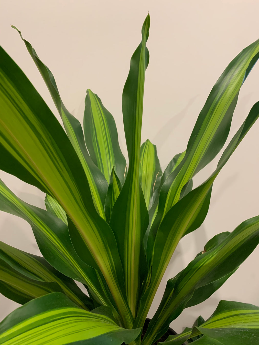 dracaena massangeana giganta Dracaena Giganta – The Little Big Plant Co