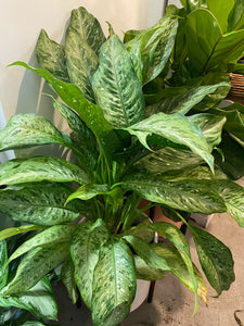 Dieffenbachia Memoria Corsii