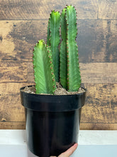 Load image into Gallery viewer, Euphorbia Ingens
