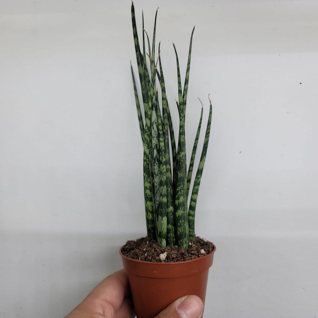 Sanseveria Fernwood/Mikado