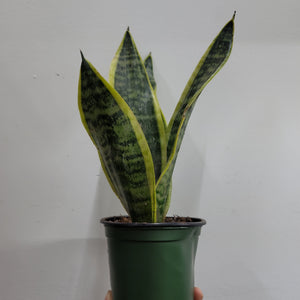 Sansevieria Laurentii