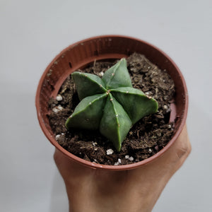 Astrophytum Quadricostatum Bishop Cap