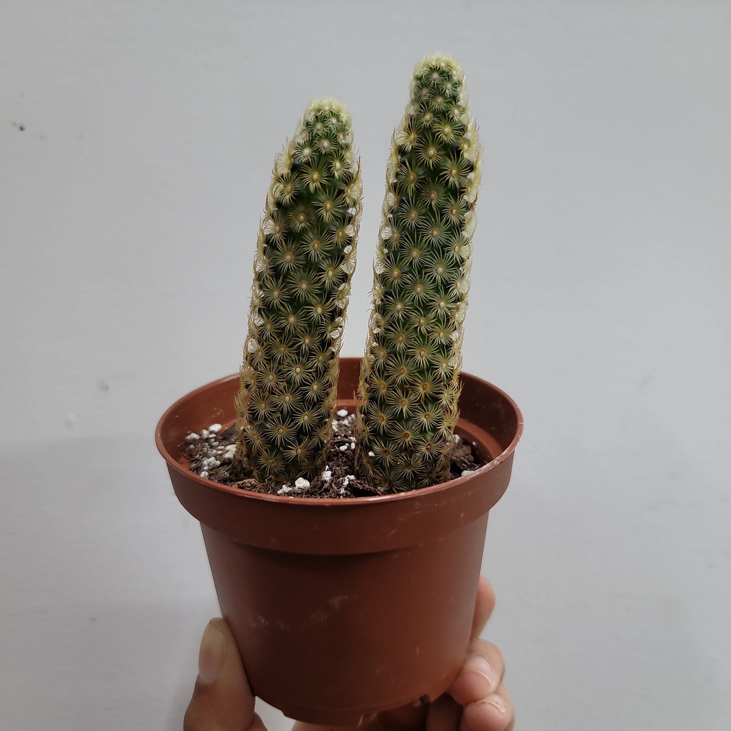 Mammillaria elongata cactus