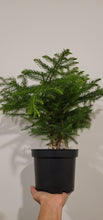 Load image into Gallery viewer, Norfolk Pine
