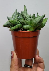 Sanseveria Boncel