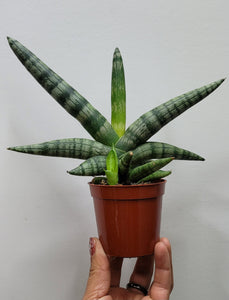 Sanseveria Boncel