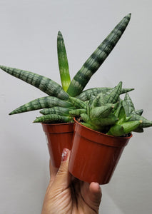 Sanseveria Boncel