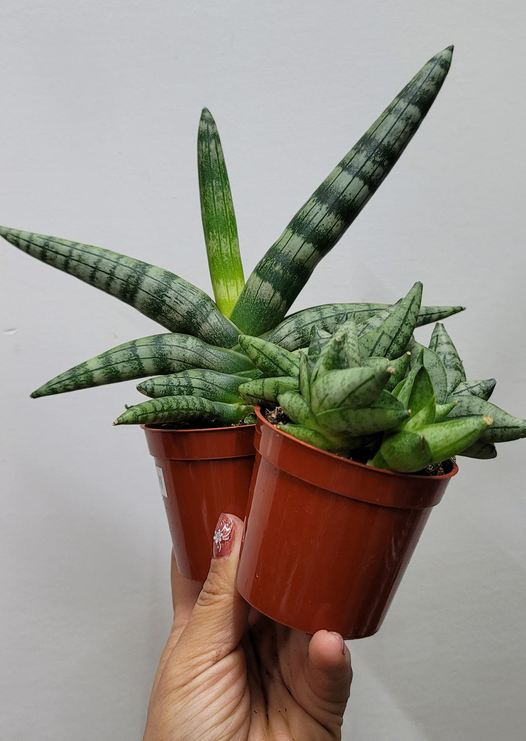 Sanseveria Boncel