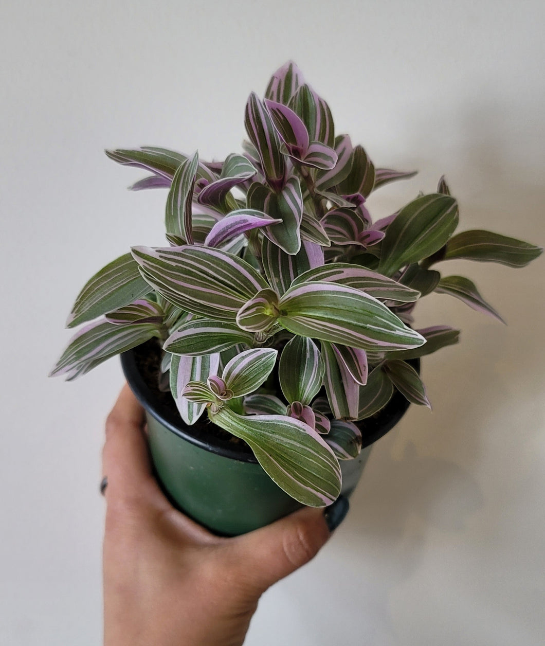 Tradescantia Sweetness