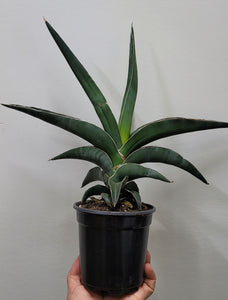 Sansevieria Samurai