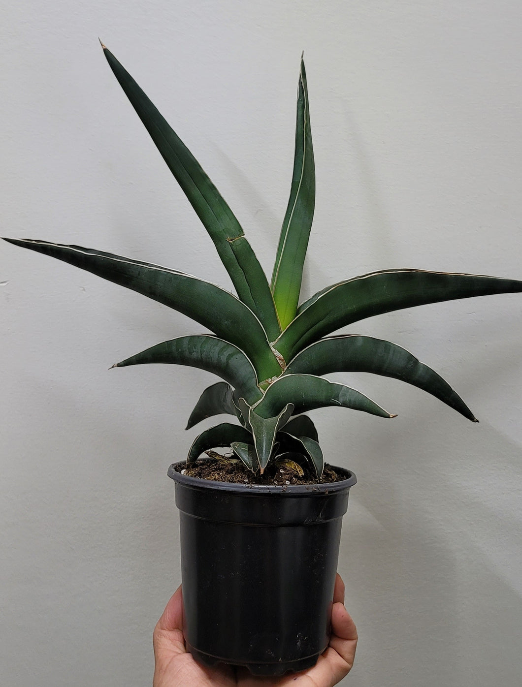 Sansevieria Samurai