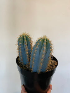 Blue Candle Cactus