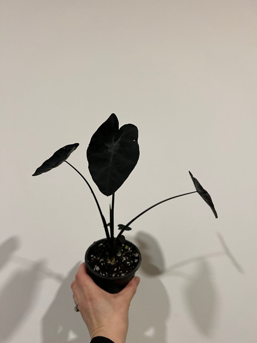 Colocasia painted black – The Little Big Plant Co