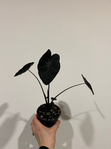 Colocasia painted black