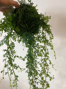 Sellaginella Rainbow Fern