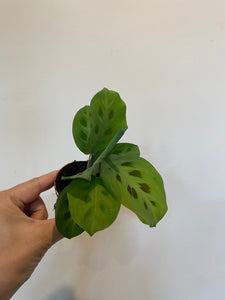 Prayer plant Green