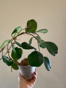 Hoya obovata