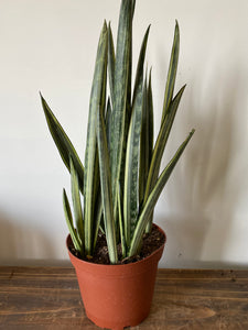 Sansevieria Bantel