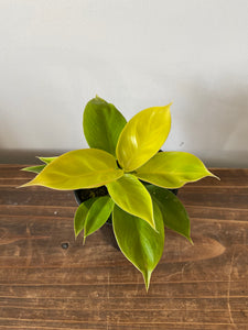 Philodendron Rush