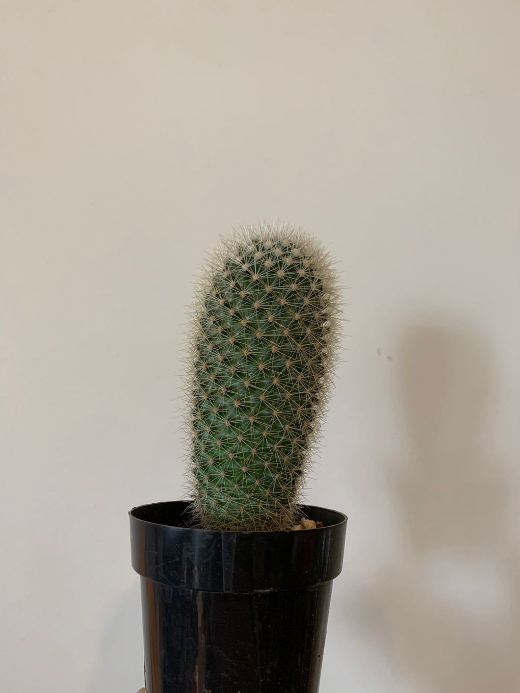 Cactus Mammillaria Picayensis