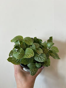 Fittonia Nerve White