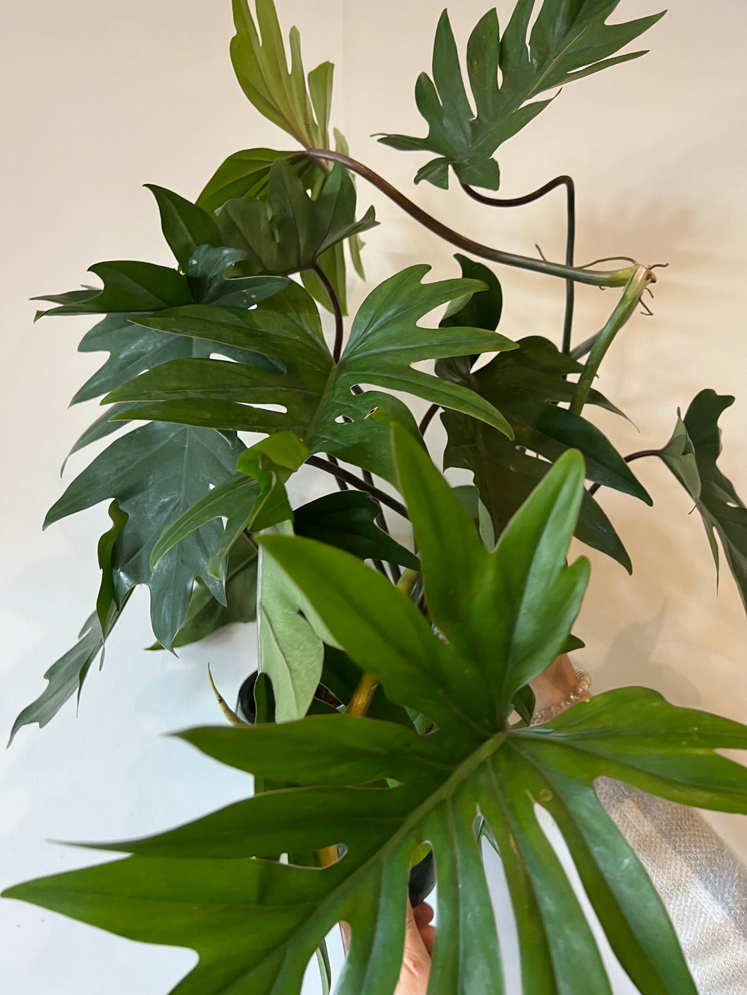 Philodendron Tahiti