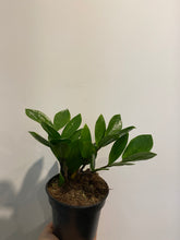 Load image into Gallery viewer, Zamioculcas  &quot;ZZ&quot;
