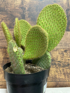 Opuntia Scheeri